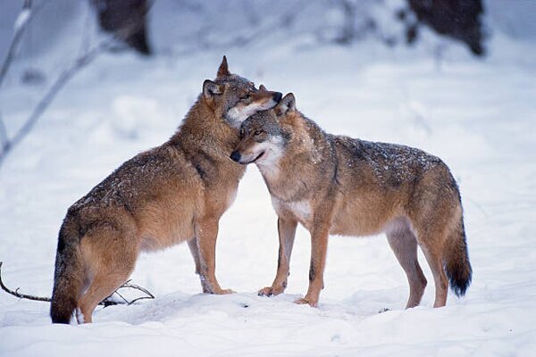 Fotografia Wolves snuggling in winter, Martin Ruegner, (40 x 26.7 cm)