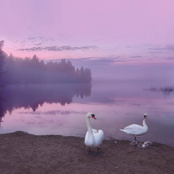 Fotografia artistica Mute swans with cygnets, Milamai, (40 x 40 cm)