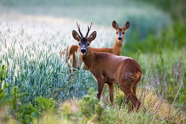 Fotografia artistica Roebuck and roe doe at edge of arable field, James Warwick, (40 x 26.7 cm)