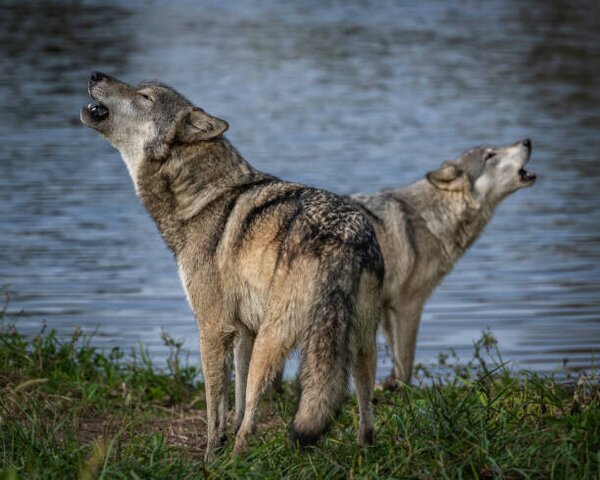 Fotografia artistica Beautiful Wolf Growling and Howling, Laura Hedien, (40 x 30 cm)