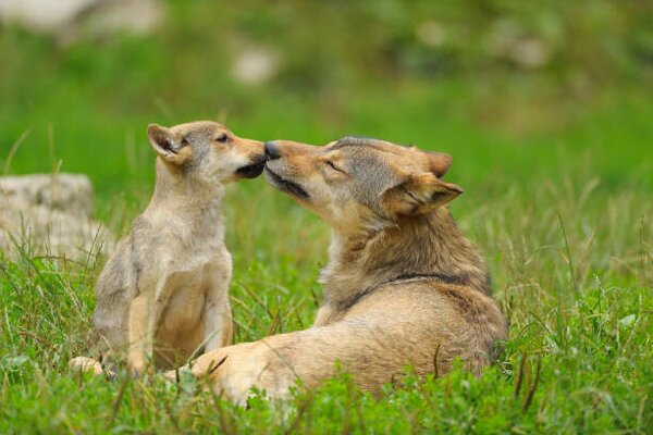Fotografia artistica Wolf Canis lupus and Cub Summer, Raimund Linke, (40 x 26.7 cm)