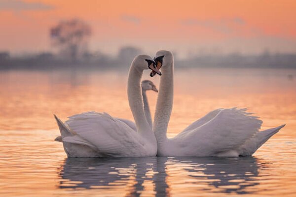 Fotografia artistica Swans floating on lake during sunset, SimonSkafar, (40 x 26.7 cm)