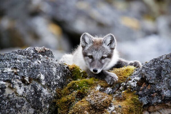 Fotografia Curious arctic fox cub taking a rest after playing, Sara Lindbaek, (40 x 26.7 cm)