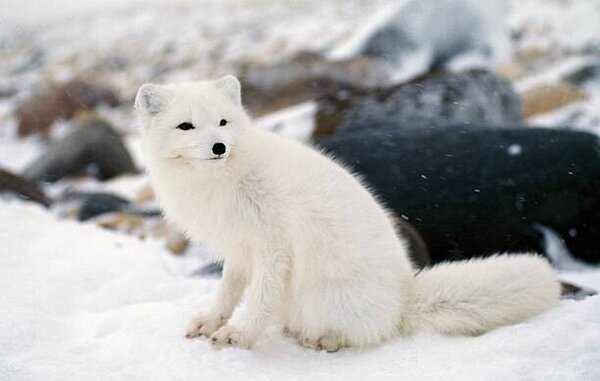 Fotografia Arctic fox in winter coat Hudson Bay Canada, Jeff Foott, (40 x 24.6 cm)