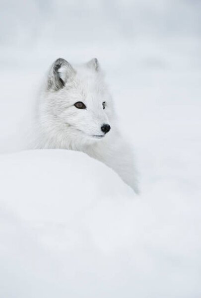 Fotografia artistica An arctic fox in the snow, Andy Astbury, (26.7 x 40 cm)