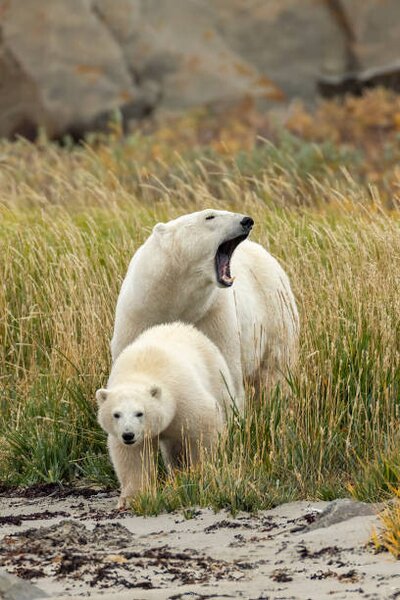 Fotografia artistica Polar Bear mother and cub sow and cub, Stan Tekiela Author / Naturalist / Wildlife Photographer, (26.7 x 40 cm)