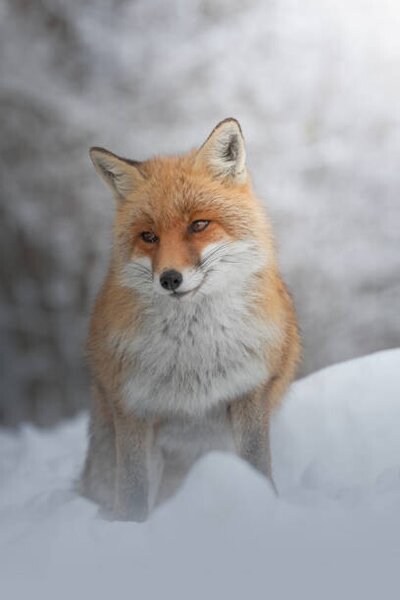 Fotografia artistica Portrait of red fox standing on snow covered land, marco vancini / 500px, (26.7 x 40 cm)