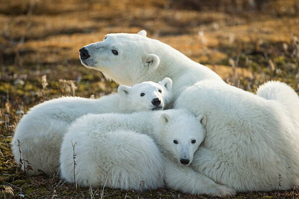 Fotografia artistica Polar Bear and Cubs by Hudson, Paul Souders, (40 x 26.7 cm)