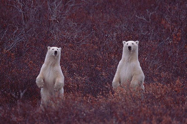 Fotografia artistica Standing Polar Sow And Cub, Darrell Gulin, (40 x 26.7 cm)