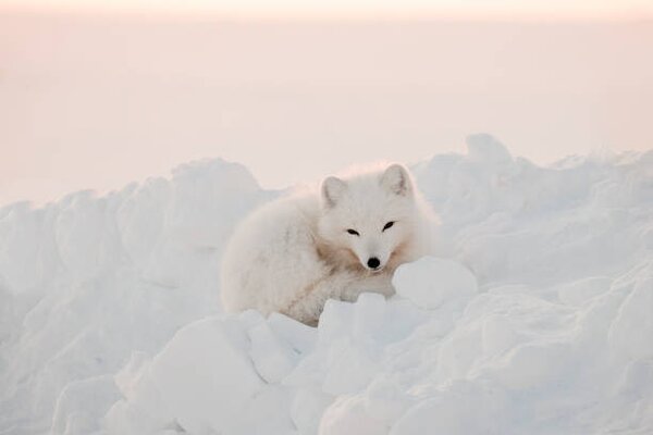 Fotografia artistica Arctic white fox close-up Arctic fox, Oksana Stasenko, (40 x 26.7 cm)