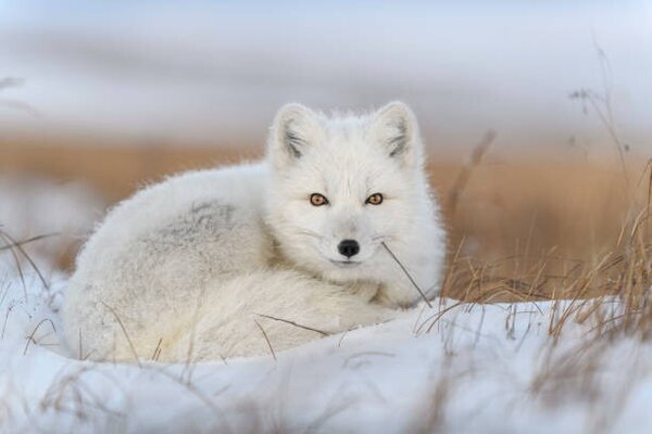 Fotografia Wild arctic fox in tundra, Alexey_Seafarer, (40 x 26.7 cm)