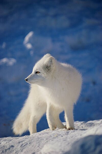 Fotografia Arctic Fox, John Conrad, (26.7 x 40 cm)