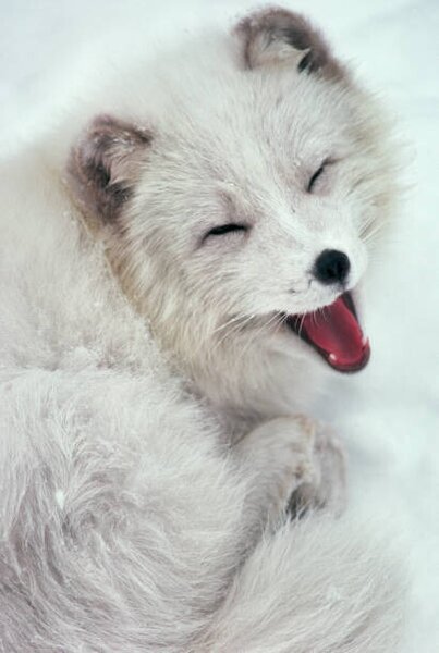 Fotografia Arctic Fox Yawning in Snow, Richard Hamilton Smith, (26.7 x 40 cm)