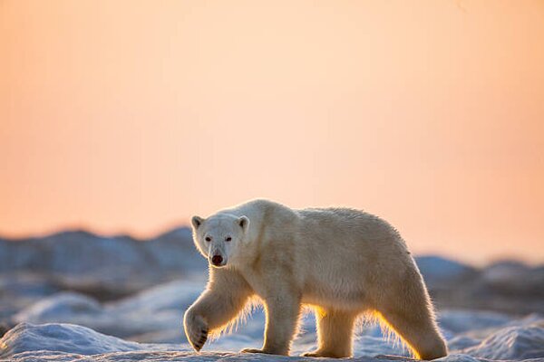 Fotografia artistica Polar Bear on Sea Ice Hudson Bay Nunavut Canada, Paul Souders, (40 x 26.7 cm)