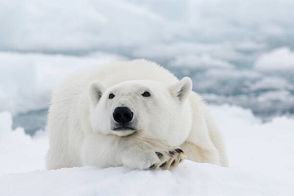 Fotografia Polar bear, dagsjo, (40 x 26.7 cm)