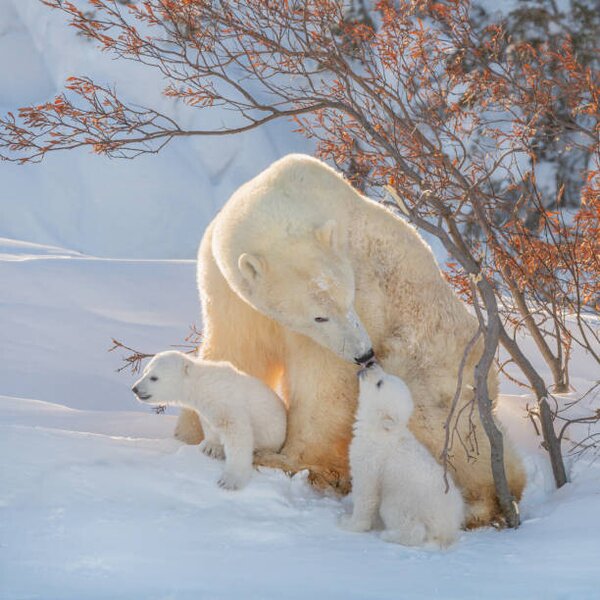 Fotografia artistica Two polar bears play fight Wapusk National, Hao Jiang / 500px, (40 x 40 cm)