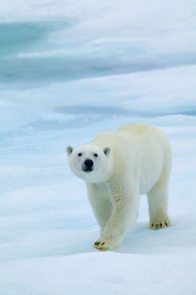 Fotografia artistica Polar Bear on Sea Ice Sniffing the Air, Hans Strand, (26.7 x 40 cm)