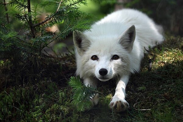 Fotografia Arctic Fox, Megan Lorenz, (40 x 26.7 cm)