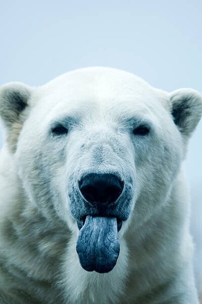 Fotografia Polar Bear closeup portrait, Mark Newman, (26.7 x 40 cm)
