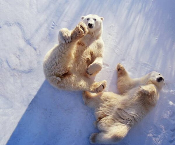 Fotografia artistica Polar bears lying on backs, George Lepp, (40 x 35 cm)