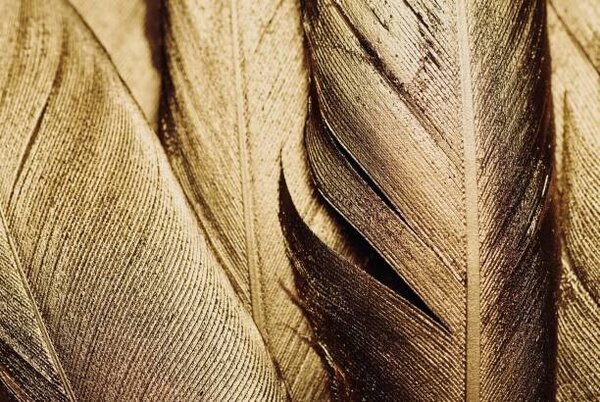 Illustrazione Close-up of Gold Leaf Feathers, Adrienne Bresnahan