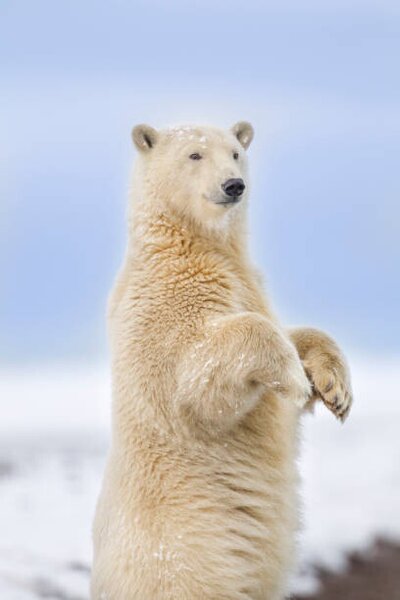 Fotografia Polar bear standing, Patrick J. Endres, (26.7 x 40 cm)