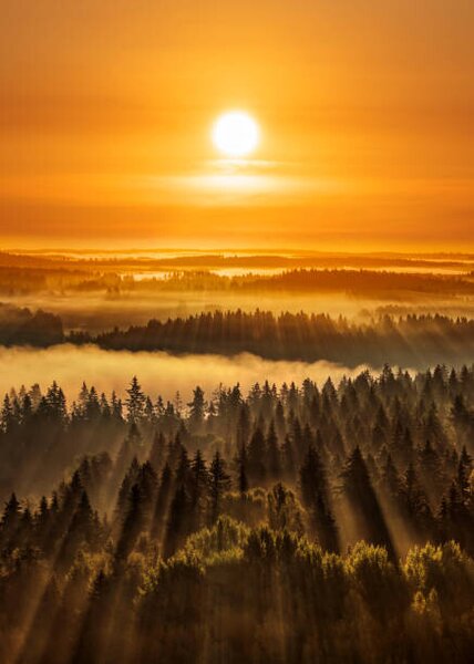 Fotografia artistica Golden beautiful foggy forest sunbeams Aulanko, Milamai, (30 x 40 cm)