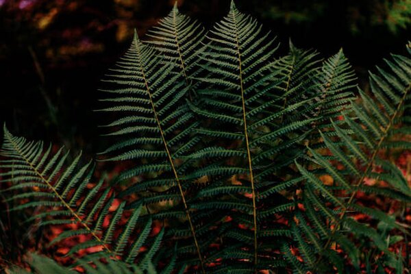 Fotografia artistica Dark green fern foliage in the forest, Olena Malik, (40 x 26.7 cm)