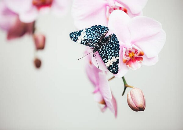 Fotografia Butterfly On Orchid, borchee, (40 x 30 cm)