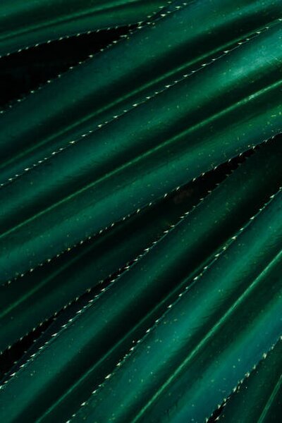 Fotografia artistica Close up of thorny green leaves, Olena Malik, (26.7 x 40 cm)