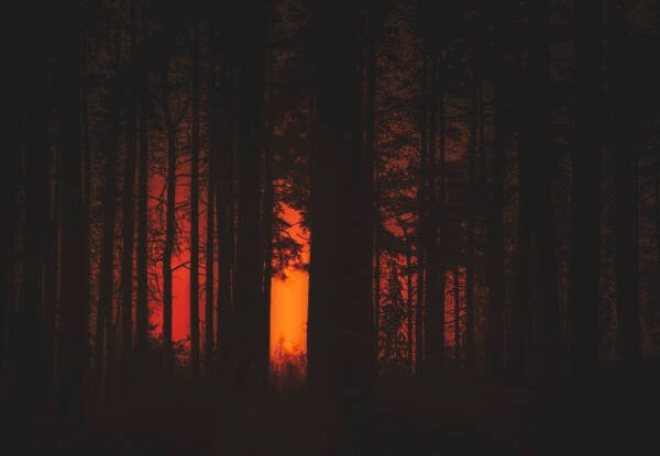 Fotografia artistica Forest Fire, Milamai, (40 x 26.7 cm)