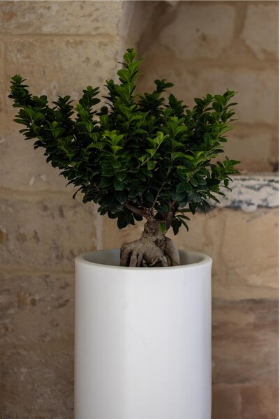 Vaso Porta vaso, in polietilene BAROCCO Dimensione 35x h40 cm Modello Ionico spessore 2 mm colore bianco