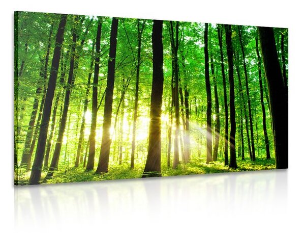 Stampa su tela – Foresta verde fresca