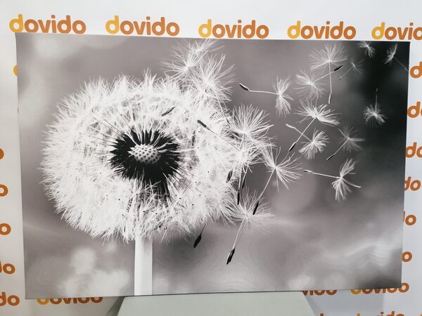 Quadro su tela – Soffione magico in bianco e nero