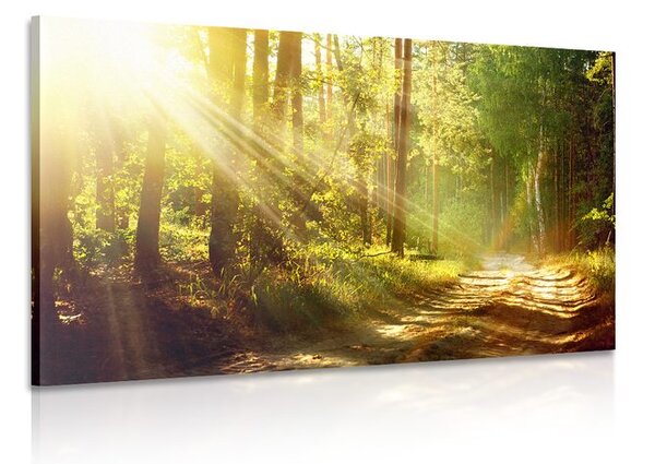 Quadro su tela – Raggi di sole nella foresta