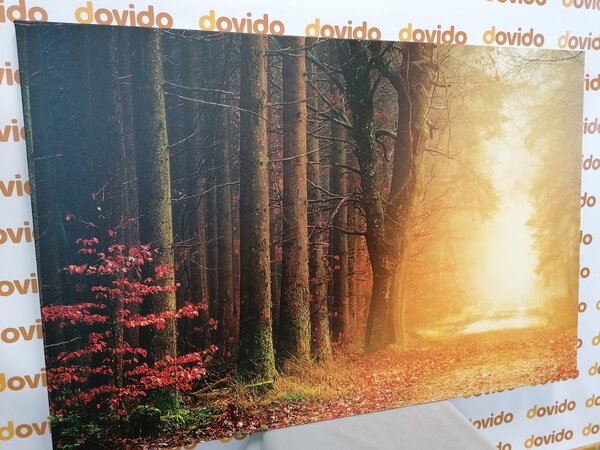 Stampa su tela – Sentiero nella foresta
