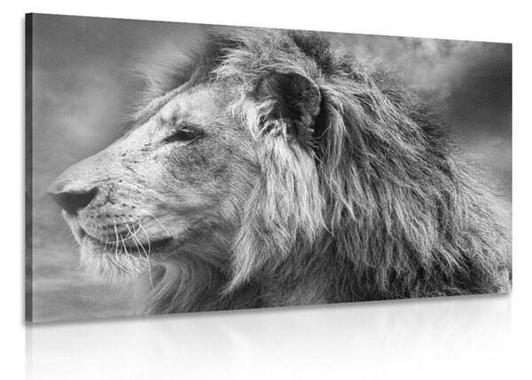 Quadro su tela – Leone africano in bianco e nero