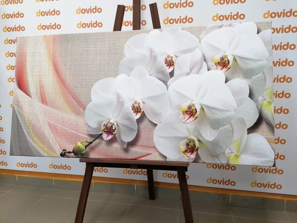 Quadro su tela – Orchidea bianca su tela