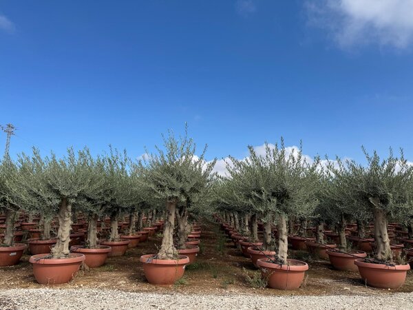 Sunny Tree - Olea Europea - olivo resistente - 180 cm in vaso - olivo di 45 anni - fruttifero - sempreverde - resistente fino a -18