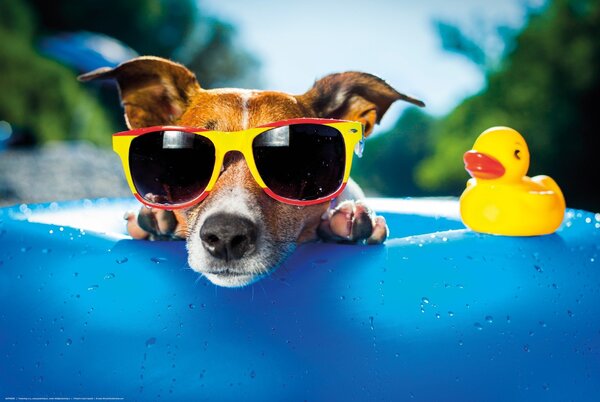 Buvu Poster: Jack Russell Terrier (rilassante in piscina)