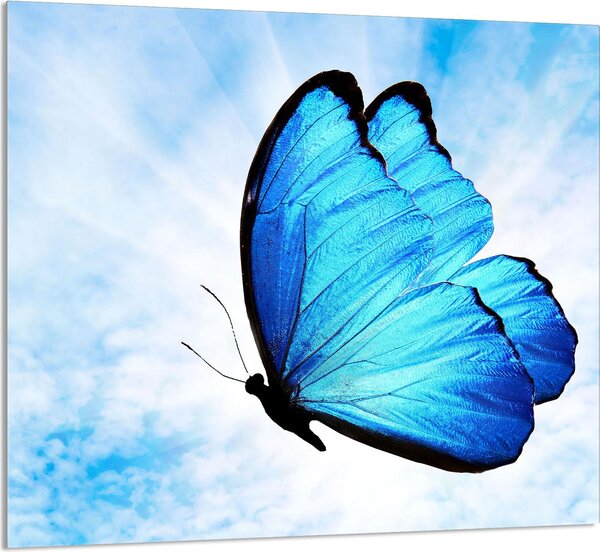 PIATTO IN VETRO PER CUCINA 65x60 Butterfly
