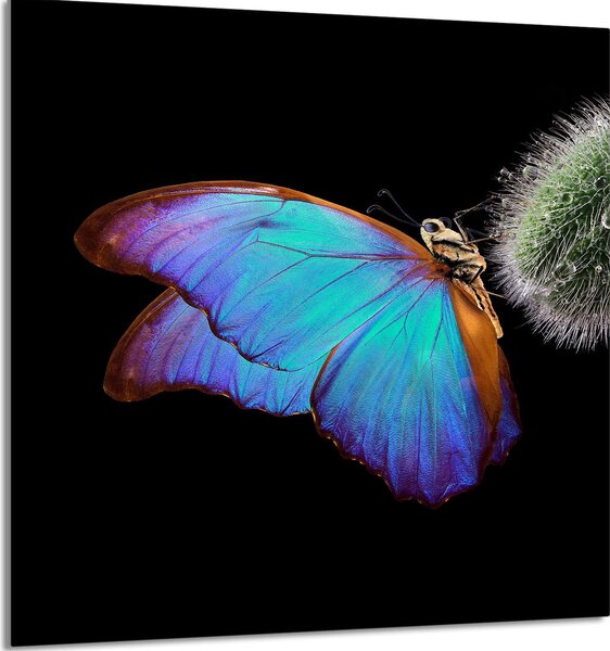 PIATTO IN VETRO PER CUCINA 60x65 Farfalla