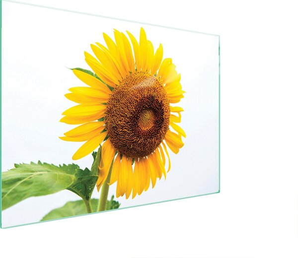 Piastra Di Protezione In Vetrina Per Levi 70X52 Blume