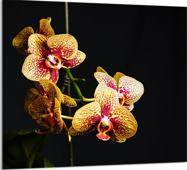 PIATTO DI VETRO PER CUCINA 65x60 Orchidea