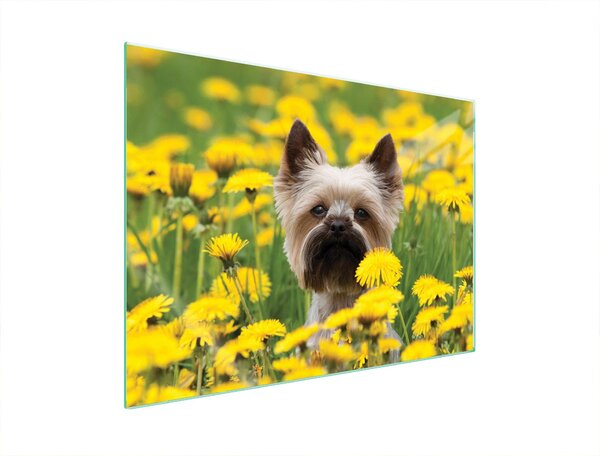 Pannello Di Protezione In Vetrina Per Levatori 70X52 Cane