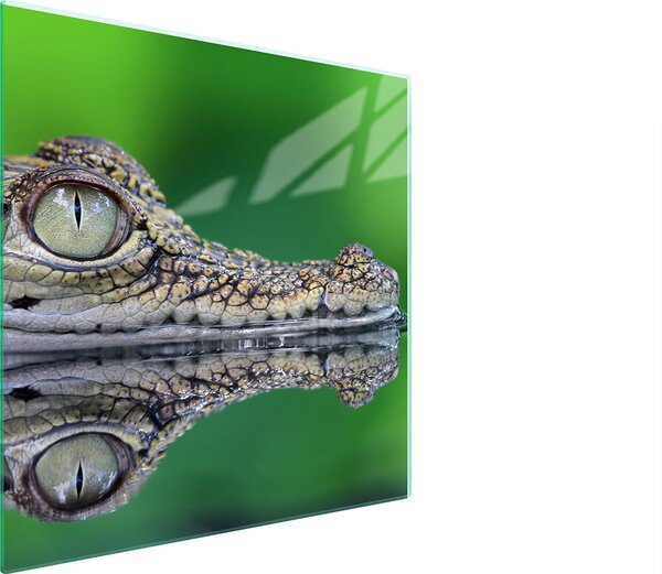 Piastra Di Protezione In Vetrina Per L'erba 50X52 Crocodil