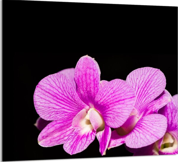 PIATTO DI VETRO PER CUCINA 65x60 Orchidea