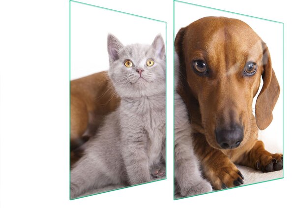 Piastra Di Protezione In Vetrina Per Gli Animali Di Razza 70X52