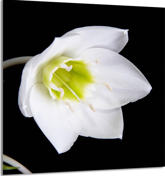 PIATTO IN VETRO PER CUCINA 60x65 Orchidea