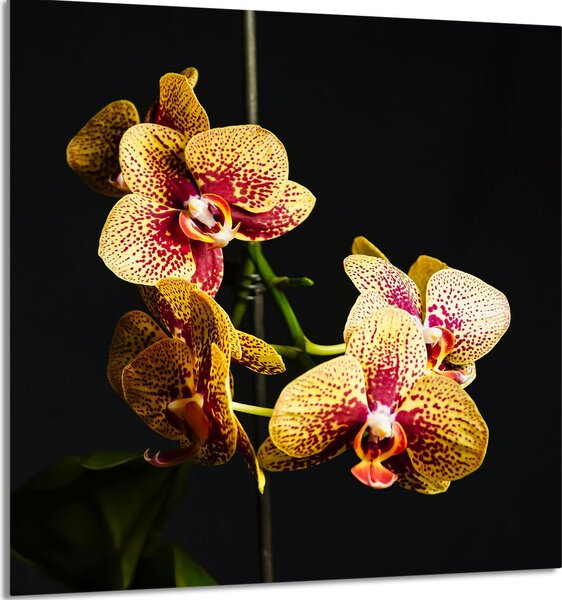 PIATTO IN VETRO PER CUCINA 60x65 Orchidea